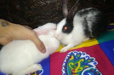 How to pick baby rabbits?(without harming them!) | 450 grams baby rabbits | soft and innocent cuties