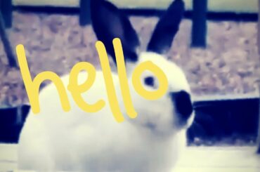 FUNNY CUTE BUNNY MEME - Hello, It's Me!