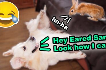 Dog Tries To Get Rabbit's Attention At Any Cost