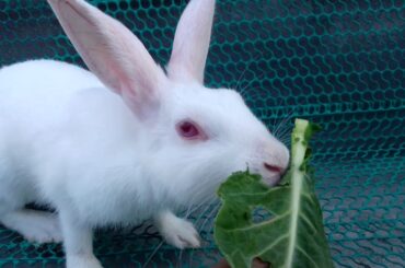 CUTE RABBIT EATING GREEN LEAF।😱AMAZING RABBIT