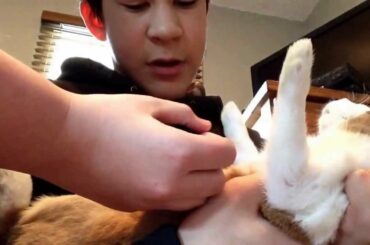 How to flip feed your baby rabbit kits.