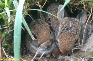 Baby Rabbit Nests  - Hiding in Plain Sight