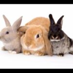 A small baby giving food to rabbit's bunny bunnies animals kits birth pets howto baby rabbits funny