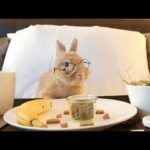 Cute Little Bunny Eating ASMR | Funny Rabbits Compilation 2019