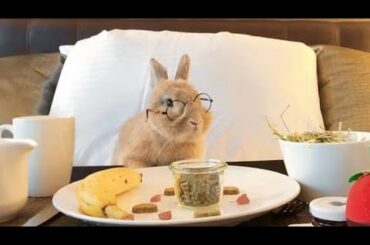 Cute Little Bunny Eating ASMR | Funny Rabbits Compilation 2019