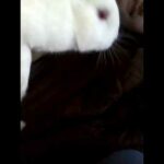 Cute vid of me and friends with my pet albino bunny
