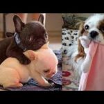 Cute baby animals Videos Compilation cute moment of the animals   Soo Cute! #5