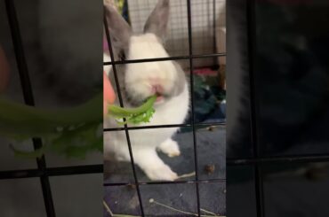 귀여운 토끼 샐러리 먹방 cute rabbit