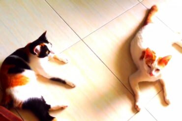 #HappyFamily #CuteCats #CuteRabbit