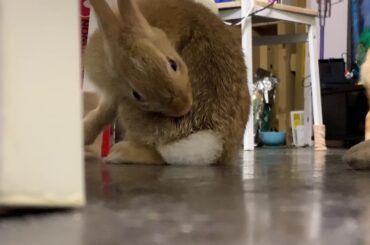 Shibainu And Rabbit (cute Animals)