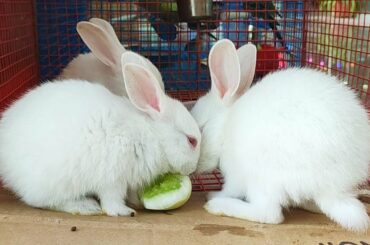 Baby rabbit eating fresh cucumber.