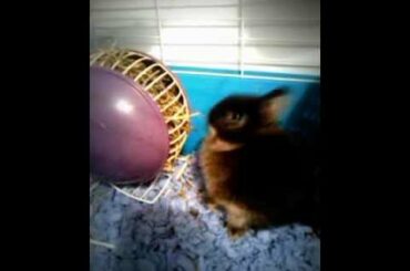 Cute baby rabbit eating hay