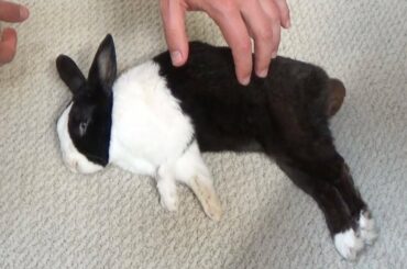 How to spin a sleeping rabbit 1080 degrees