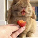 Cute Holland Lop Bunny Rabbit Eating Juicy Strawberry eating sound no talking ASMR