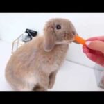 Cute Rabbits Doing Things Funny - TaTa And Bunny