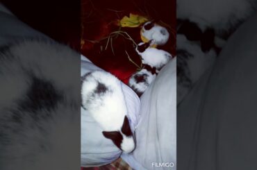 Funny rabbits- Cute baby rabbit-Funny baby rabbits video #My rabbit_my lifelines