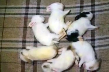 THE ELEGANT BUNNY FAMILY | The Bunnies are  Different From Their Parents