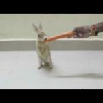 New Amazing Bunny Rabbit Eating Carrot || Cute Rabbits Video || Funny Rabbits Video || Animal Video