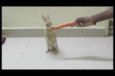 New Amazing Bunny Rabbit Eating Carrot || Cute Rabbits Video || Funny Rabbits Video || Animal Video