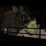 Cute Bunny Cronching Lettuce