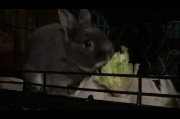 Cute Bunny Cronching Lettuce