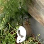 rabbit documentary | wild life documentary | animal documentary | cute white rabbit documentary |