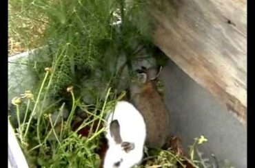 rabbit documentary | wild life documentary | animal documentary | cute white rabbit documentary |