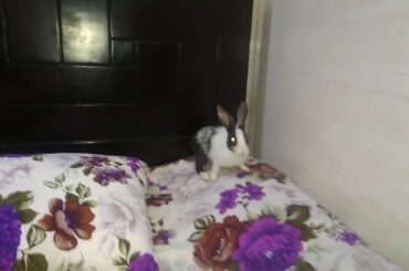 A flash baby rabbit | Lola running like flash | cute baby rabbit likes to run