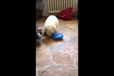 Cute rabbit freaks out