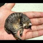 13 Smallest Animals In The World
