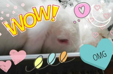 Enorme sorpresa de madrugada en la jaula ! Madriguera express! Cute bunnies 🐇🐇🐇