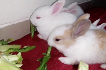 baby bunnies eating cauliflower leaves,,so cute