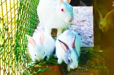 My Baby Rabbits are so cute | Rabbit Video | Animals video for children | Baby Bunny | Cute Bunny