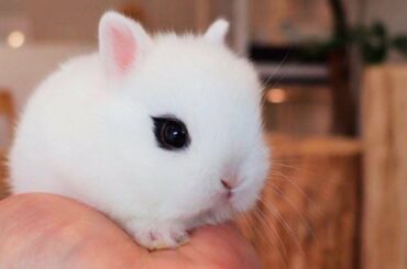 The CUTEST PETS In The World Part 2