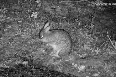 Cute young wild rabbit having a groom!