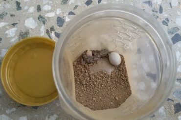 Lizard eggs hatching