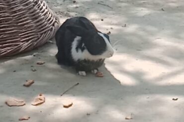Unique Trap For Rabbit.Funny Baby Bunny Rabbit Videos| How you can catch a Rabbit.