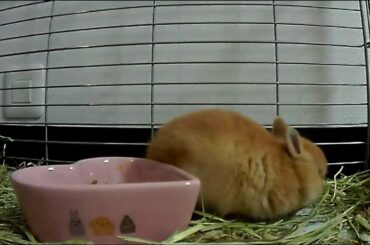 Cute bunny Rabbit eating an apple !! Part.3 Netherland Dwarf
