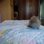 Cute baby bunny jumping on bed!
