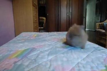 Cute baby bunny jumping on bed!