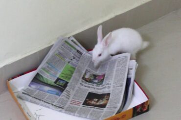 Rabbit daily read news paper || Funny Baby Bunny Rabbit Videos || खरगोश दैनिक समाचार पत्र पढ़ते हैं