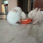 Adorable & Very Cute Baby Rabbits