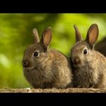 Cute rabbit ASMR eyebleach video