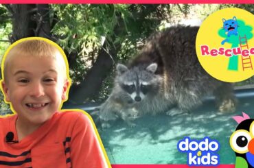 Little Baby Raccoon Saved From Inside Walls And Returned To Mom | Dodo Kids: Rescued!