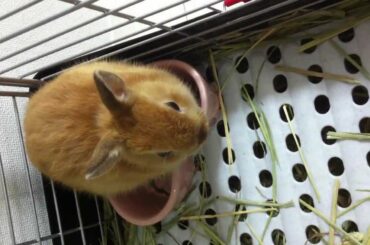 Cute bunny Rabbit waiting for Breakfast in the heart!!Netherland Dwarf