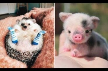 💗 Cute baby animals Videos Compilation cute moment of the animals 💗 #1