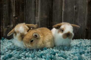 Three Cute Baby Bunnies Playing
