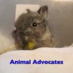 Animal Advocates rescues baby Easter bunnies! Mary Cummins