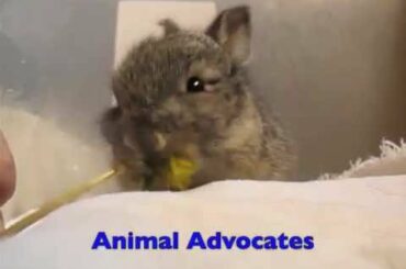 Animal Advocates rescues baby Easter bunnies! Mary Cummins