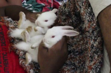 How i am Play With My Rabbits || Funny Baby Bunny Rabbit Videos || मजेदार खरगोश वीडियो